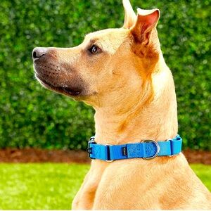 PetSafe Quick Snap Buckle Nylon Martingale Dog Collar- BLUE-SIZE MEDIUM